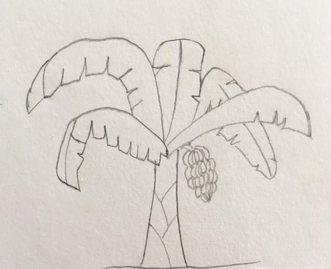 香蕉树简笔画步骤