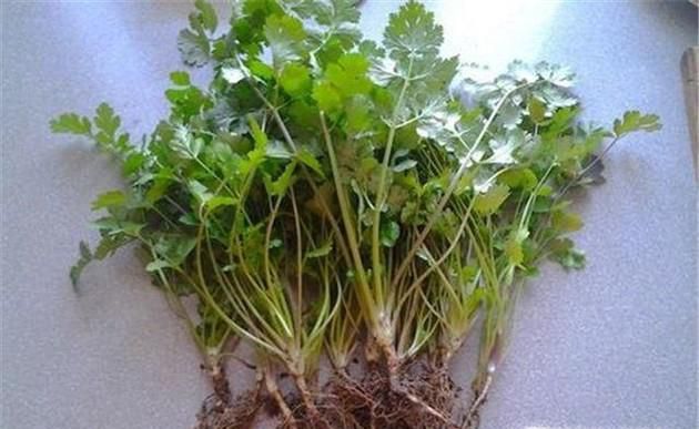 怎样种植盆栽香菜