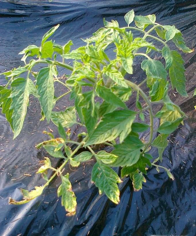 番茄的田间管理