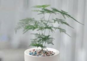 家庭花卉盆栽文竹的养护方法