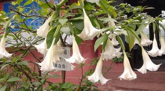曼陀罗花怎样养