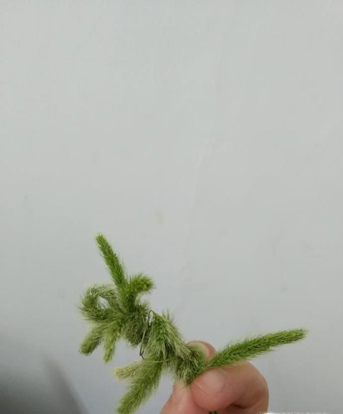怎样用狗尾草做小松鼠