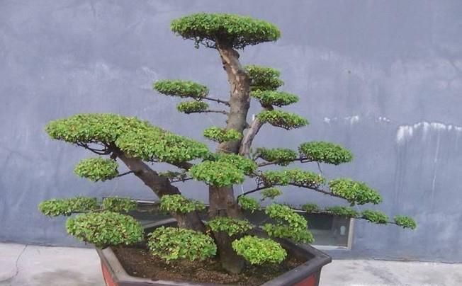 榆树盆景怎样种植