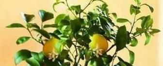 教你如何在家种植柠檬呢?