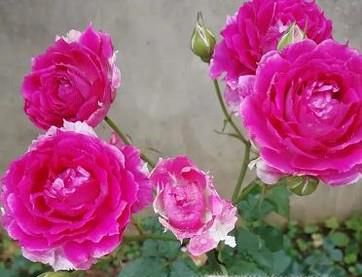月季花叶子掉落的原因