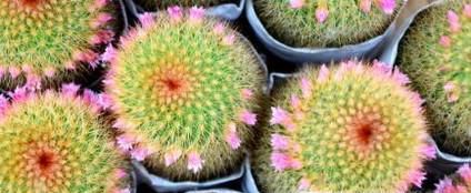 如何让仙人球开花？