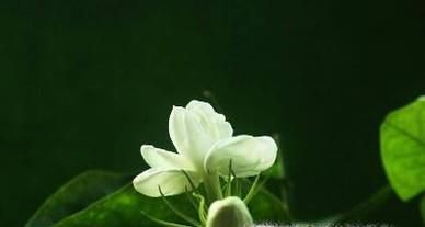 茉莉的养殖方法和注意事项