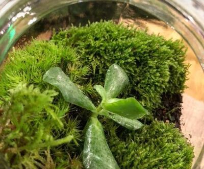 懒人如何DIY一个苔藓瓶