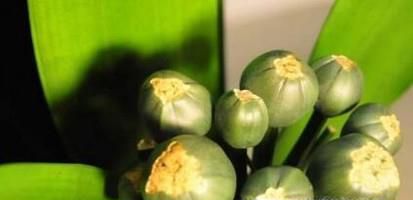 君子兰种子种植方法