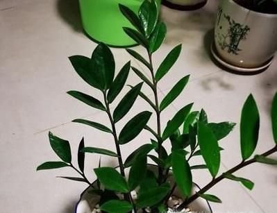 摇钱树这样养最抢眼