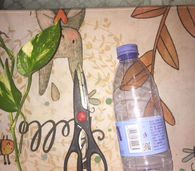 废物利用之桌上小盆栽
