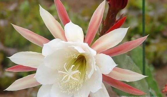令箭荷花的养殖方法和注意事项