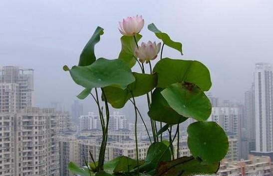 碗莲叶子发黑腐烂怎么办