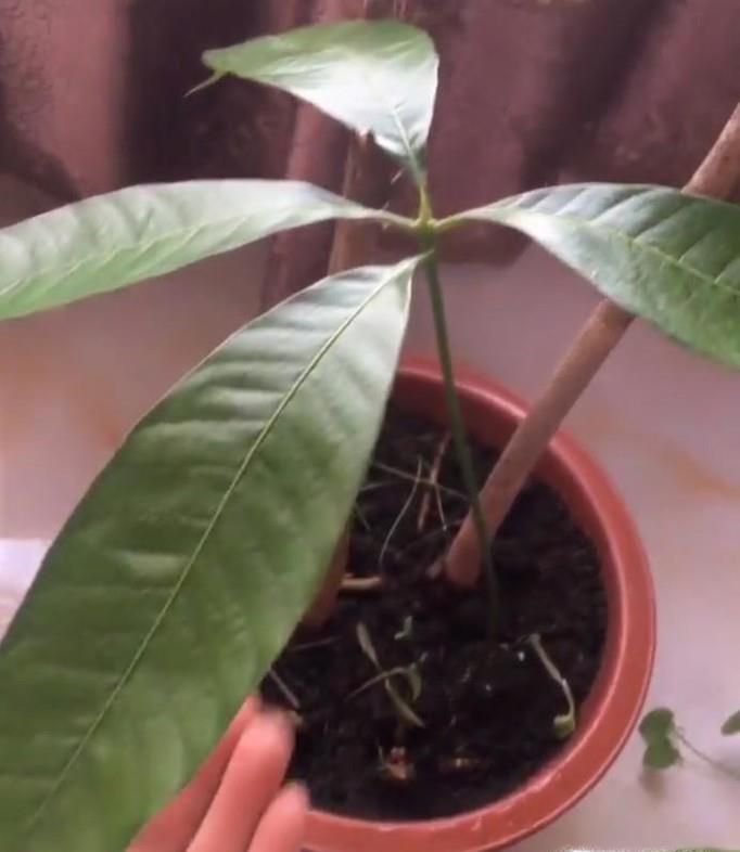 如何在家种植芒果
