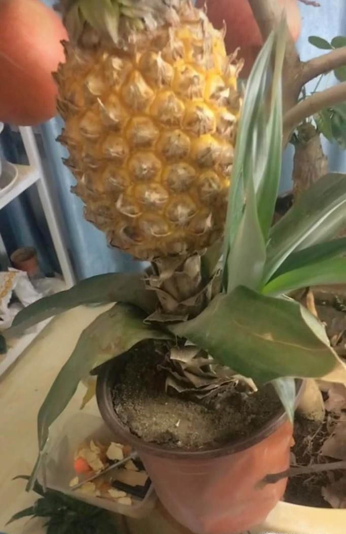 如何在家种植菠萝