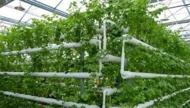 哪几种蔬菜可以无土种植?