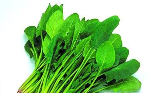 菠菜科学种植方法