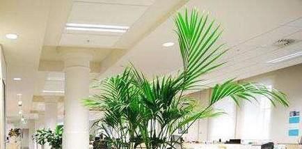 适合放办公室的植物，办公室放什么植物好?