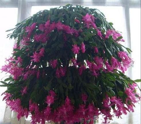 几种适合室内养殖的花卉