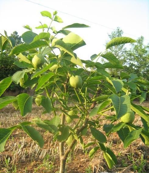 核桃苗什么时候栽种好，核桃树苗的栽植季节时间