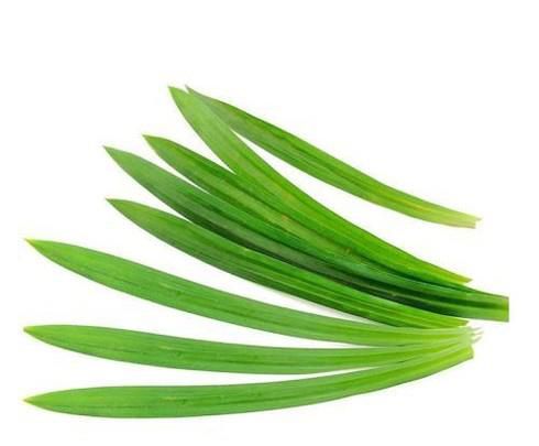 香兰叶的种植方法