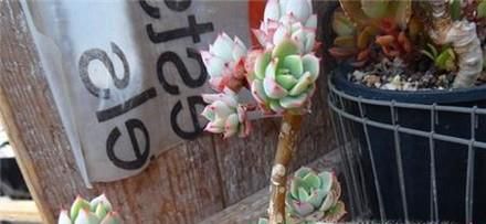 多肉植物怎么养成老桩 多肉老桩如何养成