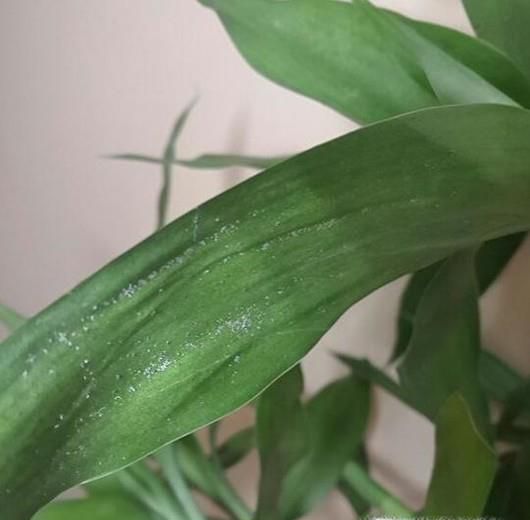 水养富贵竹叶子有虫絮怎么办