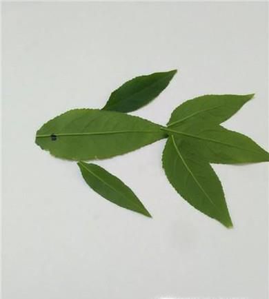 树叶画的制作方法