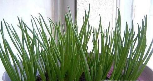 花盆怎么种洋葱
