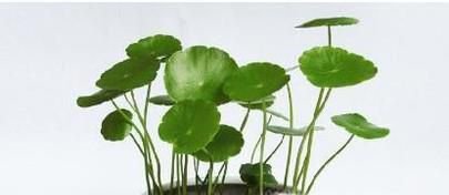 小朋友适合种的植物(最新)