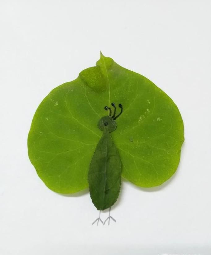 如何用各类树叶制作孔雀贴画