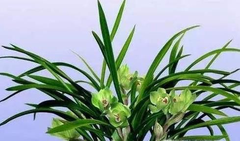 兰花种植方法步骤图解