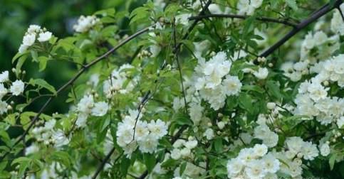 木香花如何养植