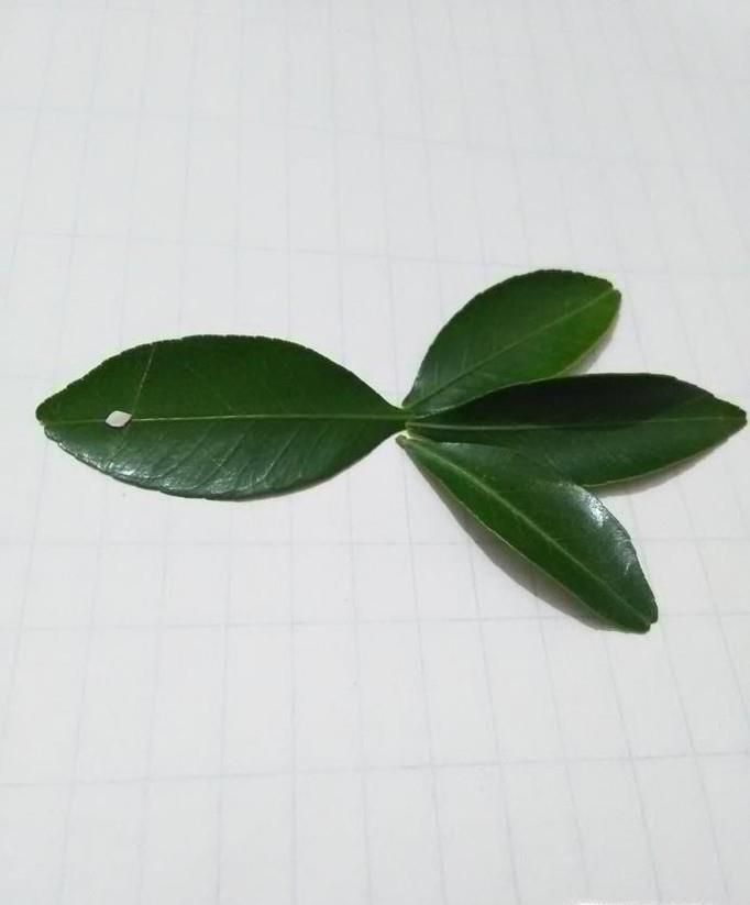 幼儿手工：简单好看树叶贴画方法