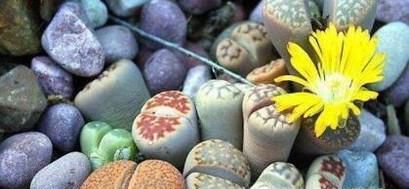 生石花如何播种?