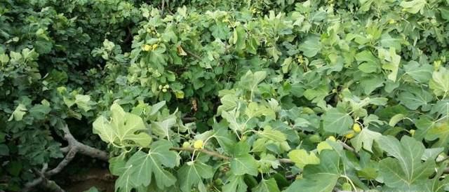 无花果树怎么种植?