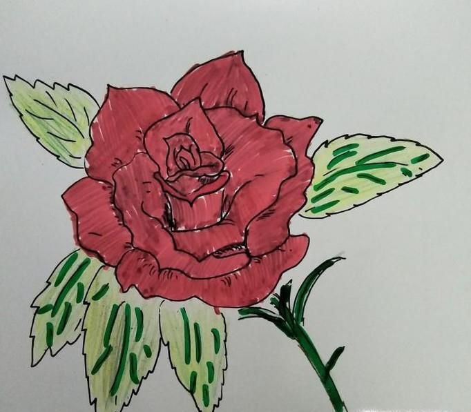 简笔画玫瑰花怎么画?