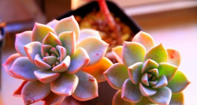 多肉植物的养殖方法