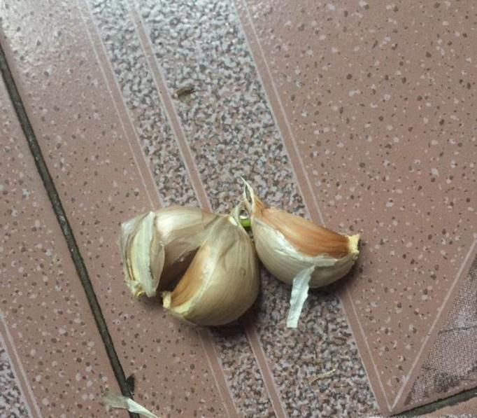 在自家阳台怎样种大蒜