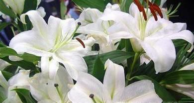 百合花种子的种植方法(土培和水培有什么区别)