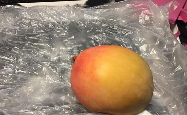 怎么用芒果核种芒果盆栽？