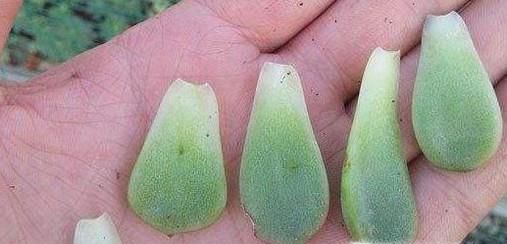 多肉怎样叶插才能简单快速的出苗