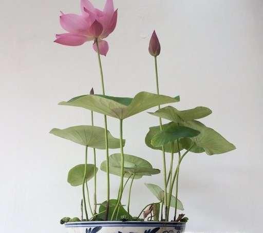 碗莲种植方法