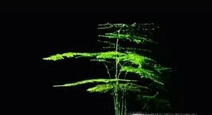 家里怎么养文竹