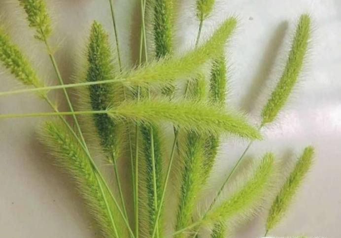 如何用狗尾巴草编兔子
