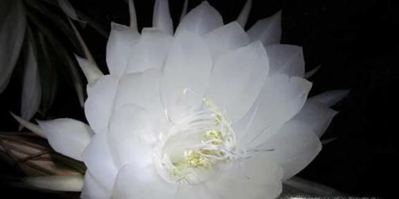 想在家中种植昙花过程中应该注意什么?