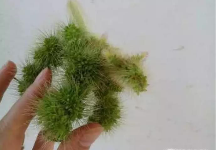 如何利用狗尾草制作一只小狗狗?