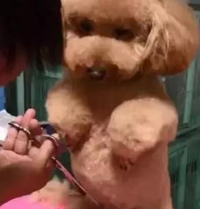 贵宾犬泰迪装的修剪