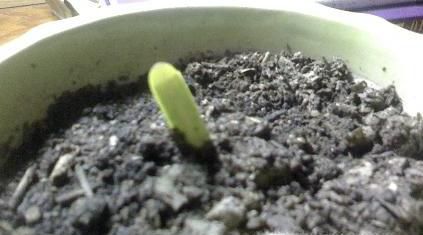 如何种植彼岸花