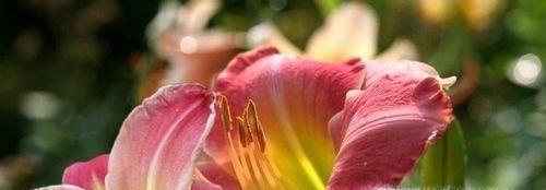 怎样养百合花